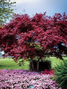 Crimson Queen Anese Maple For Online The Tree Center Emperor Anese Maple