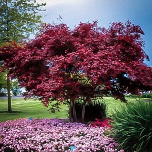 Emperor Japanese Maple In Yard