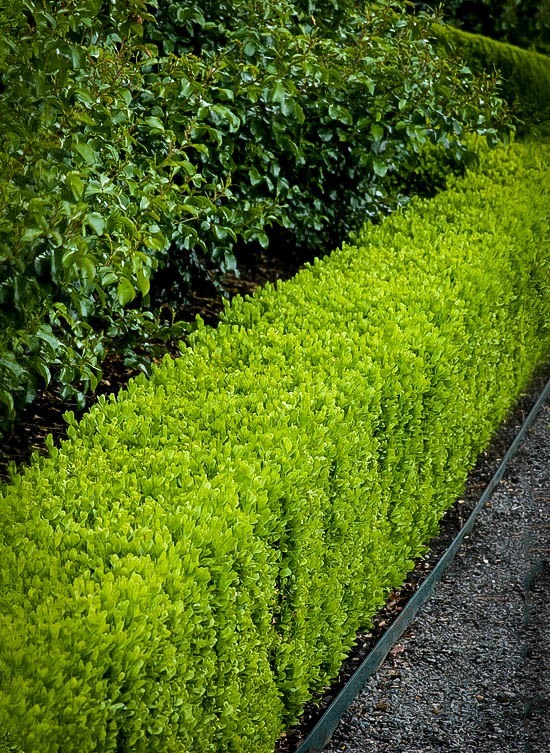dwarf english boxwood home depot