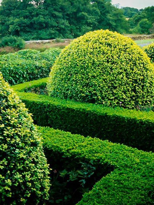 English Boxwood