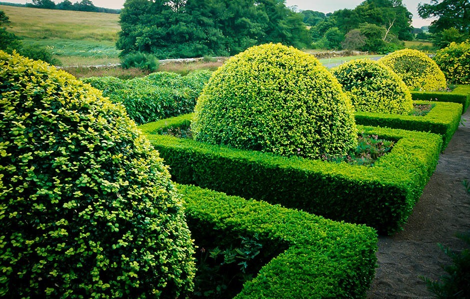Dwarf English Boxwood For Sale Online The Tree Center
