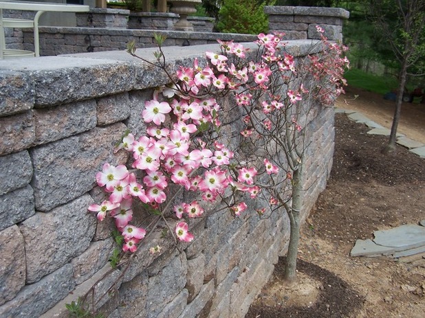 Growing Plants On Walls The Tree Center Growing Plants On Walls