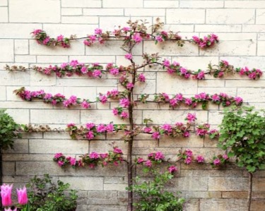 Image of Lilac bush espaliered against wall