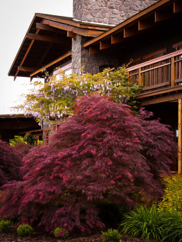 japanese maple tree zone 9 japanese maple trees buy japanese maple trees the tree center japanese maple tree zone 9 japanese maple trees buy japanese maple trees the tree center