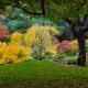 Time to Plan for Fall Color