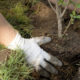 Fall – the Ideal Season for Planting Trees