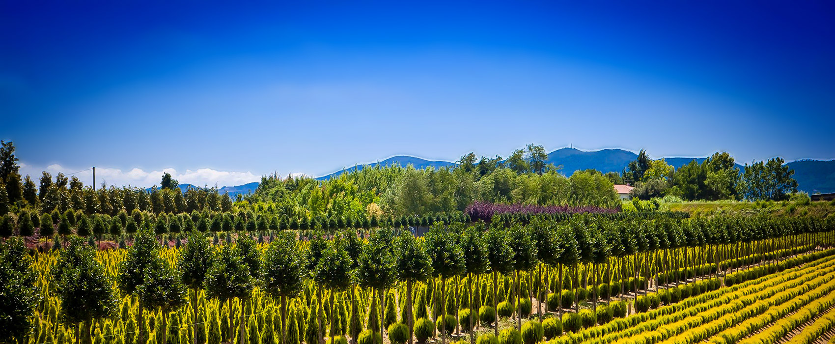 Buy Trees Online with Free Shipping The Tree Center™