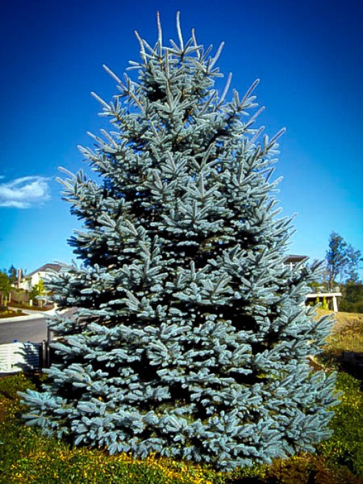 Buy Privacy Trees Online | The Tree Center™