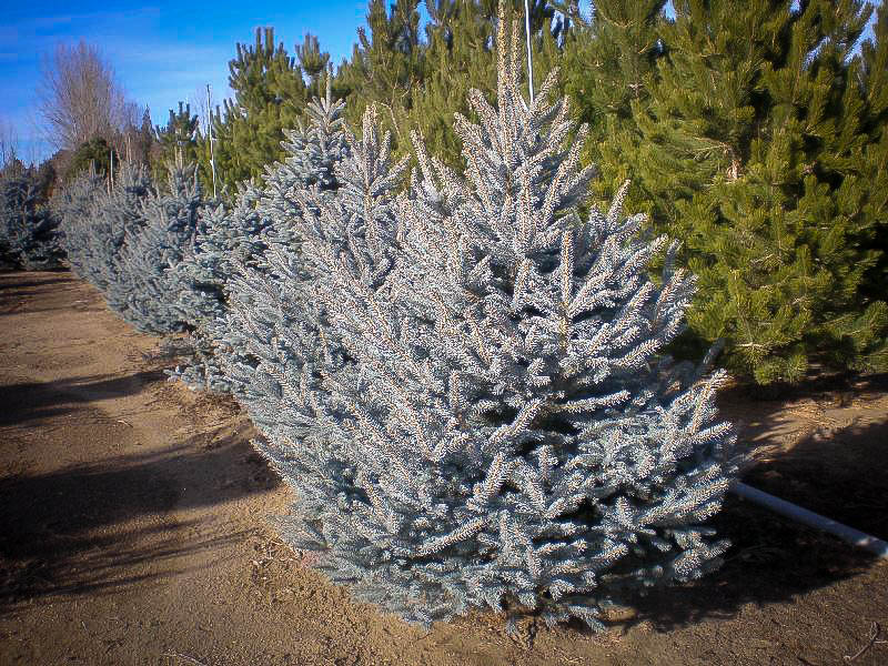Fat Albert Colorado Blue Spruce For Sale Online The Tree Center