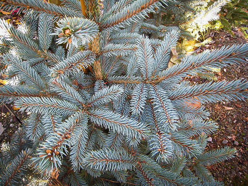Fat Albert Colorado Blue Spruce For Sale Online The Tree Center