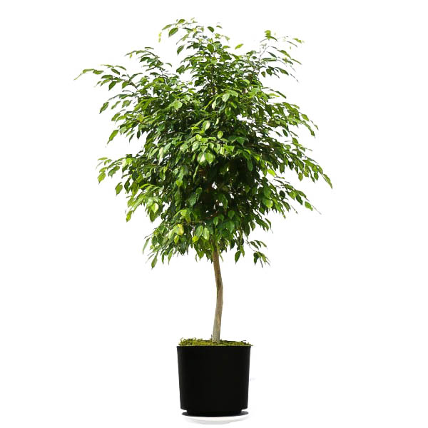 weeping fig tree ficus benjamina plants trees