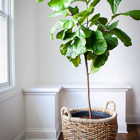 Fiddle Leaf Fig Tree For Sale Buy FiddleLeaf Figs (Ficus Lyrata)