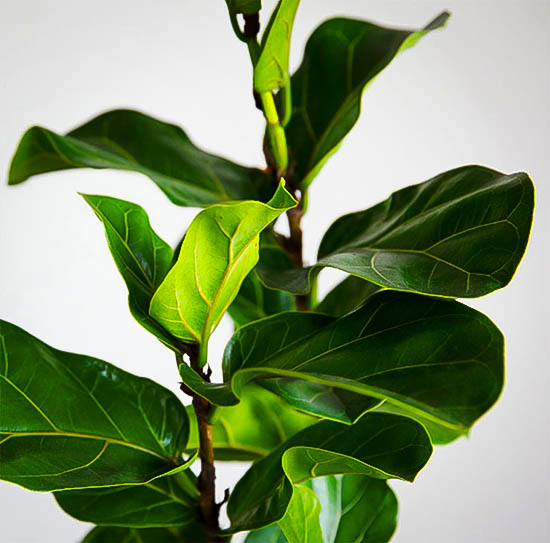 Fiddle Leaf Fig Tree For Sale Buy FiddleLeaf Figs (Ficus Lyrata)