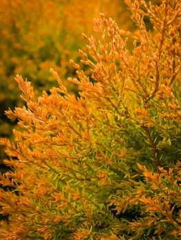 Fire Chief Arborvitae