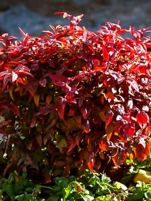 Nandina