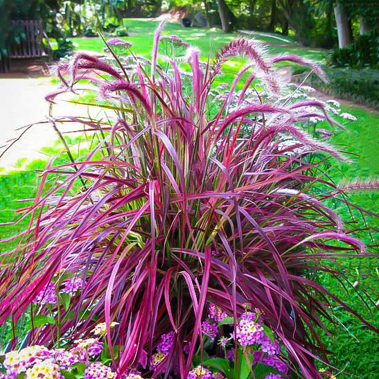 Fireworks Fountain Grass For Sale The Tree Center™