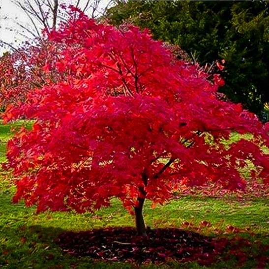 Flame Amur Maple For Sale Online | The Tree Center
