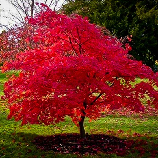 Flowering Plants For Zone 10A : Flame Amur Maple For Sale Online | The Tree Center - Get planting and care tips from master gardeners on every plant in your garden, from annual and perennial flowers to trees and shrubs.