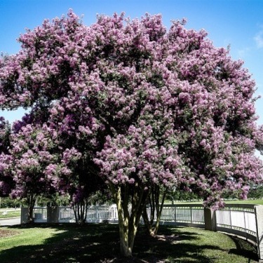Trees And Shrubs For Florida The Tree, Common Landscaping Trees In Florida