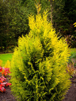Forever Goldy Arborvitae