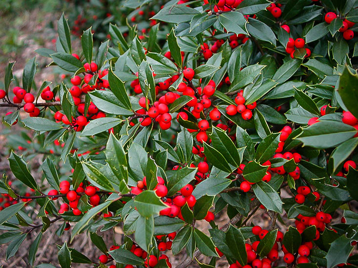 Foster Holly Trees For Sale Online The Tree Center™