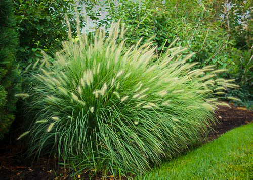 Fountain Grass The Tree Center fountain-grass-the-tree-center