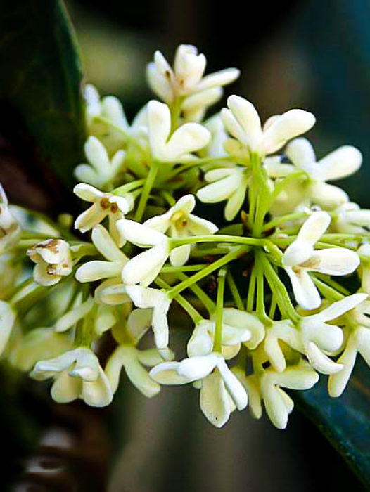 Osmanthus