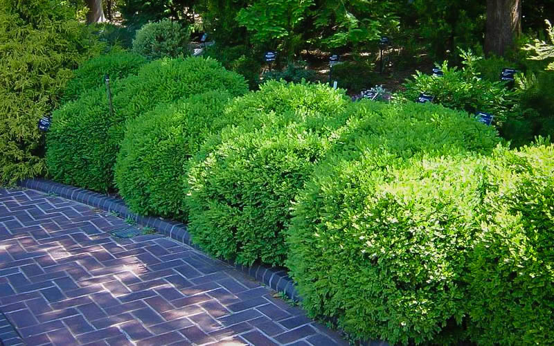 Korean Boxwood Franklins Gem The Tree Center™