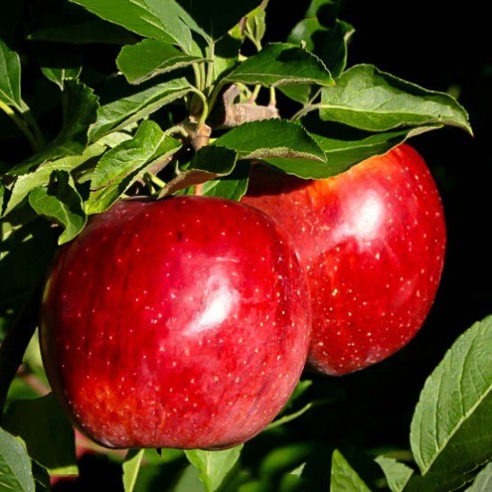 Fuji Apple Trees For Sale The Tree Center™