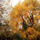 Grow Living Fossil Trees in Your Garden