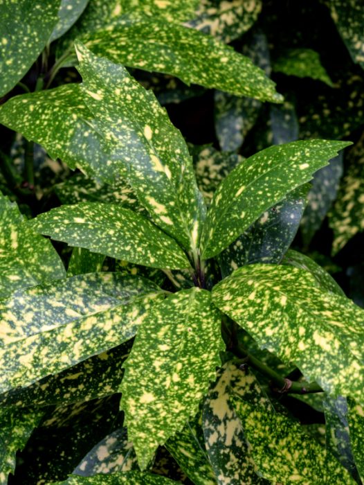 Aucuba Plants