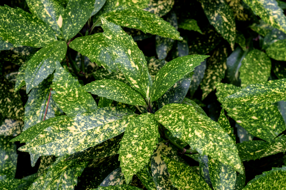 Gold Dust Aucuba Plant For Sale The Tree Center™
