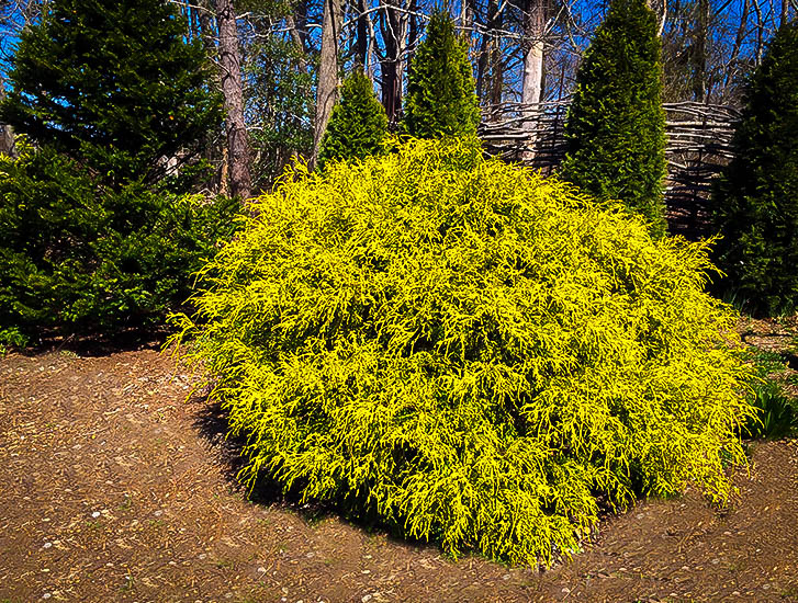Gold Mop Cypress Bush For Sale Online | The Tree Center™ Gold Mop Cypress