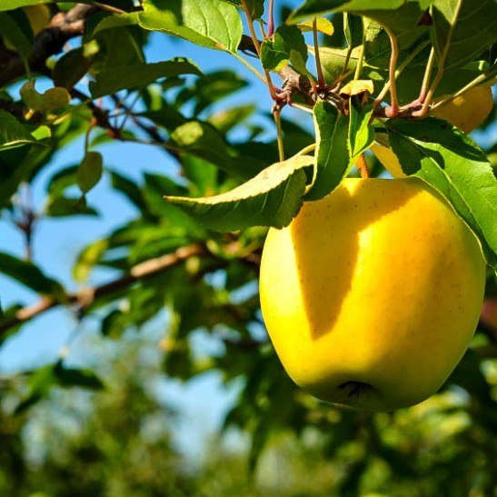 Golden Delicious Apple Tree For Sale The Tree Center™
