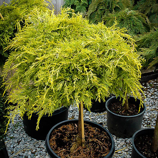 Golden Glow Juniper Tree Form For Sale Online The Tree Center