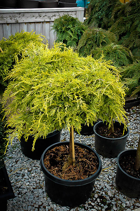 Golden Glow Juniper Tree Form For Sale Online | The Tree ...