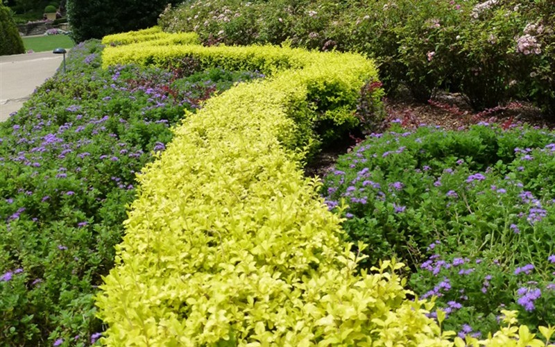 Colorful Hedges for Any Garden The Tree Center™