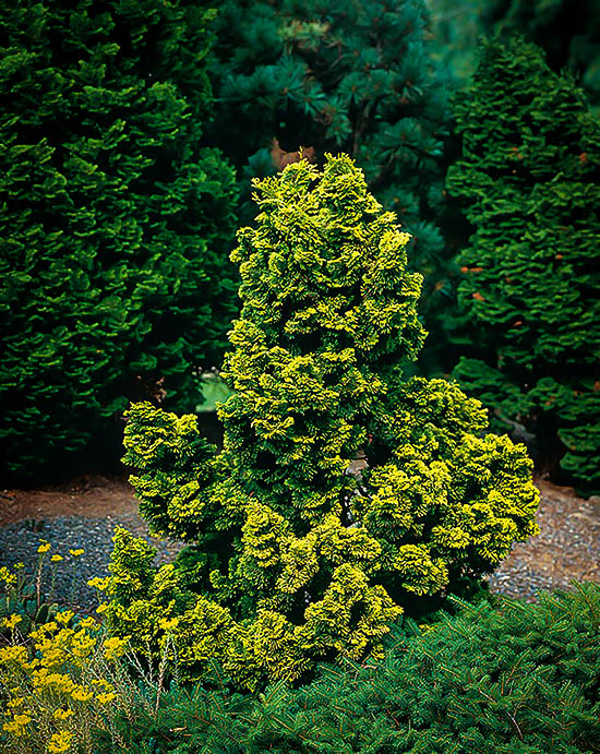 Golden Hinoki Cypress Trees For Sale The Tree Center™