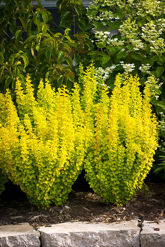 Golden Rocket Barberry Shrubs For Sale The Tree Center™