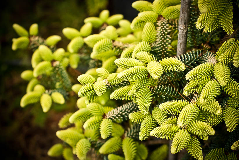 Golden Spanish Fir Trees For Sale The Tree Center™