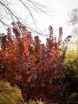 purple smoke tree purple smoke tree