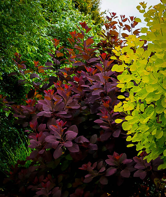 Purple Smoke Tree "Grace" The Tree Center