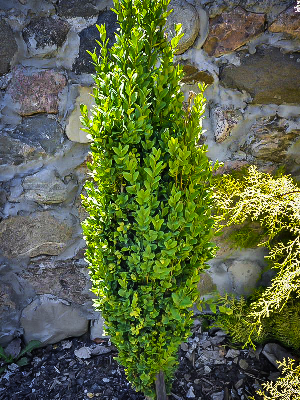 Graham Blandy Boxwood Shrubs For Sale The Tree Center™
