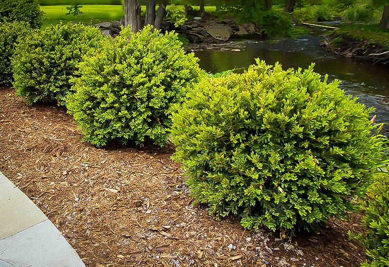 Green Gem Boxwood Shrubs For Sale Online The Tree Center™