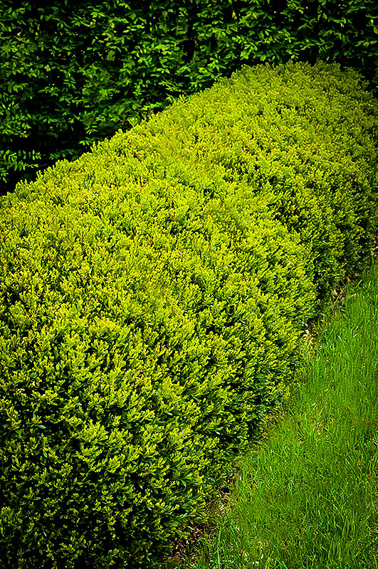 Green Gem Boxwood Shrubs For Sale Online The Tree Center™
