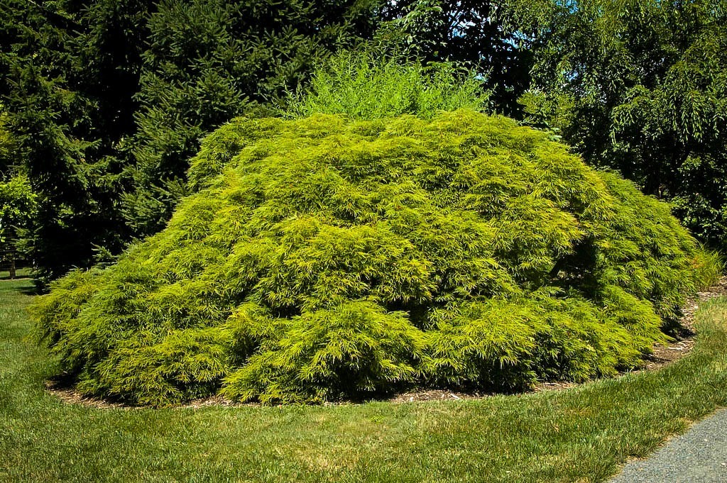 Green Mist Japanese Maple