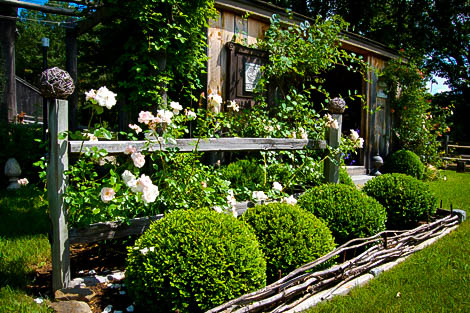 green mountain boxwood the tree center