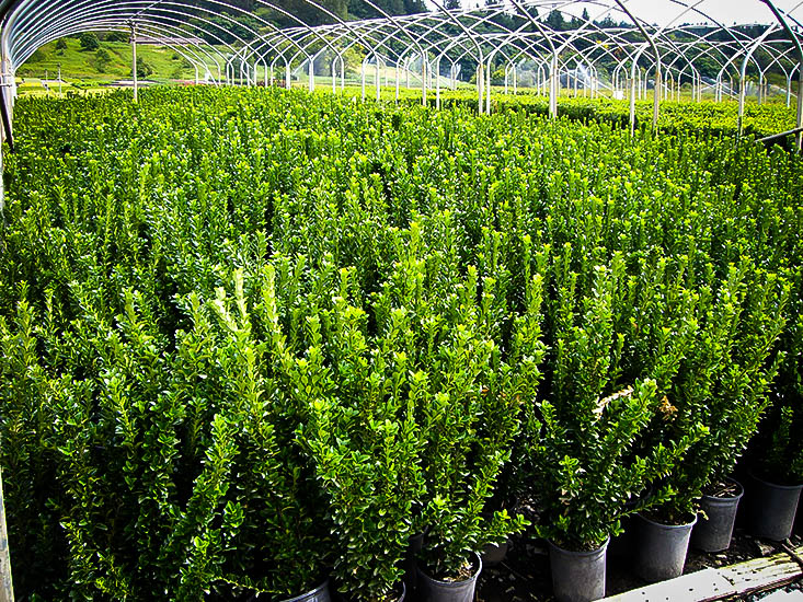 euonymus green spire euonymus green spire