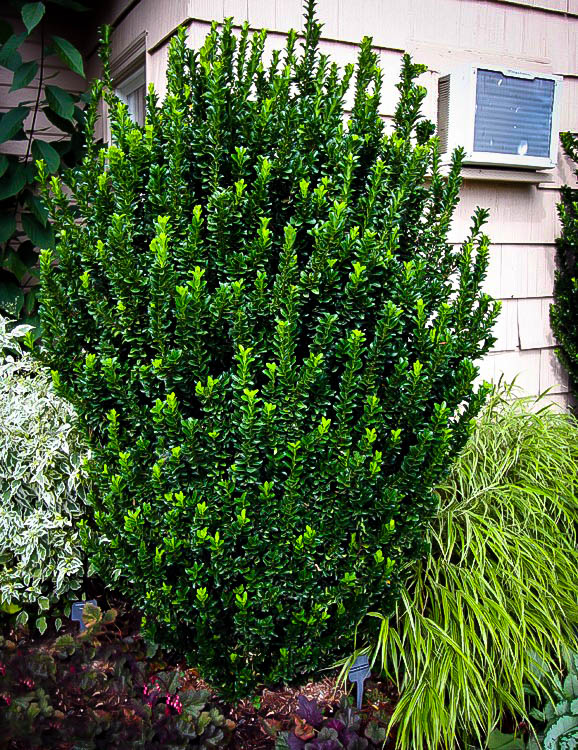 Green Spire Euonymus For Sale Online | The Tree Center