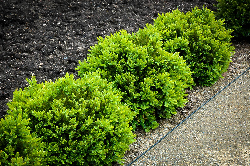 Green Velvet Boxwood Shrubs For Sale The Tree Center™